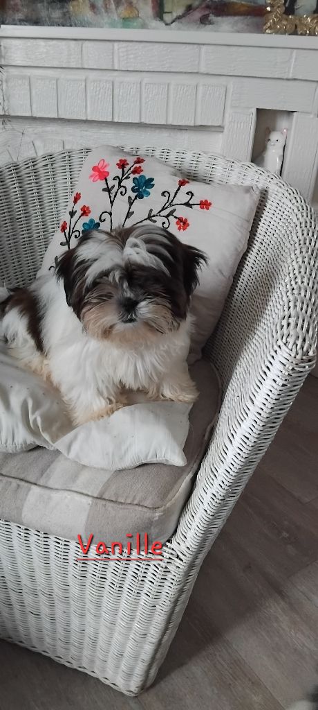 De L'or De Dahaia - Chiot disponible  - Shih Tzu