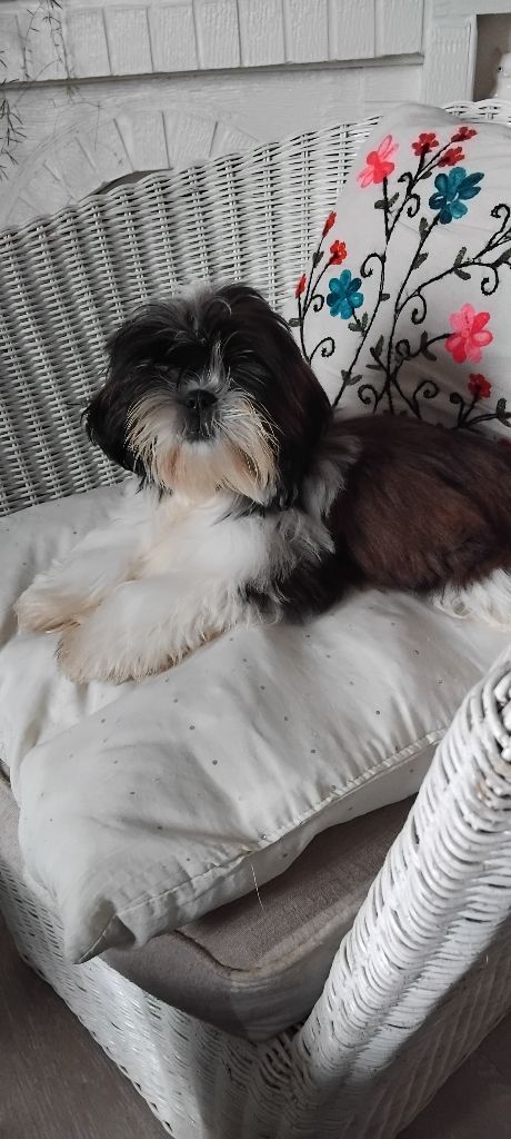 De L'or De Dahaia - Chiot disponible  - Shih Tzu