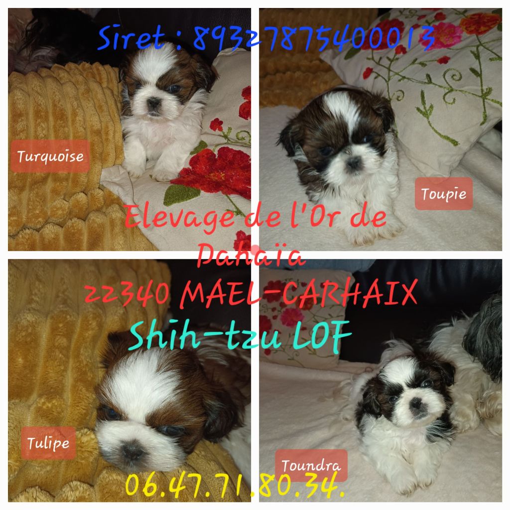 chiot Shih Tzu De L'or De Dahaia