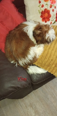 VINO