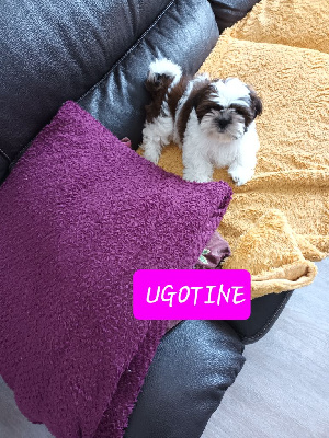 UGOTINE