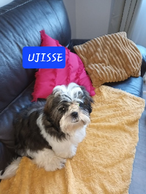 UJISSE