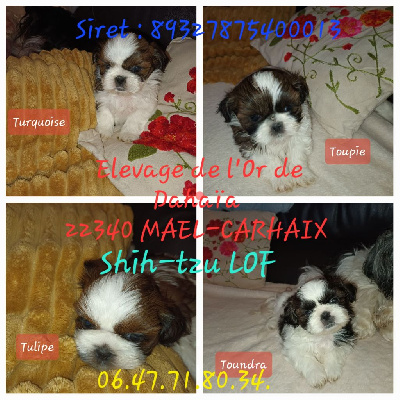 De L'or De Dahaia - Shih Tzu - Portée née le 07/11/2022