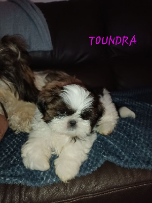 TOUNDRA