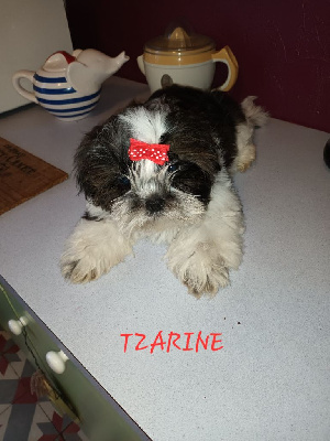 TZARINE