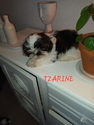 TZARINE