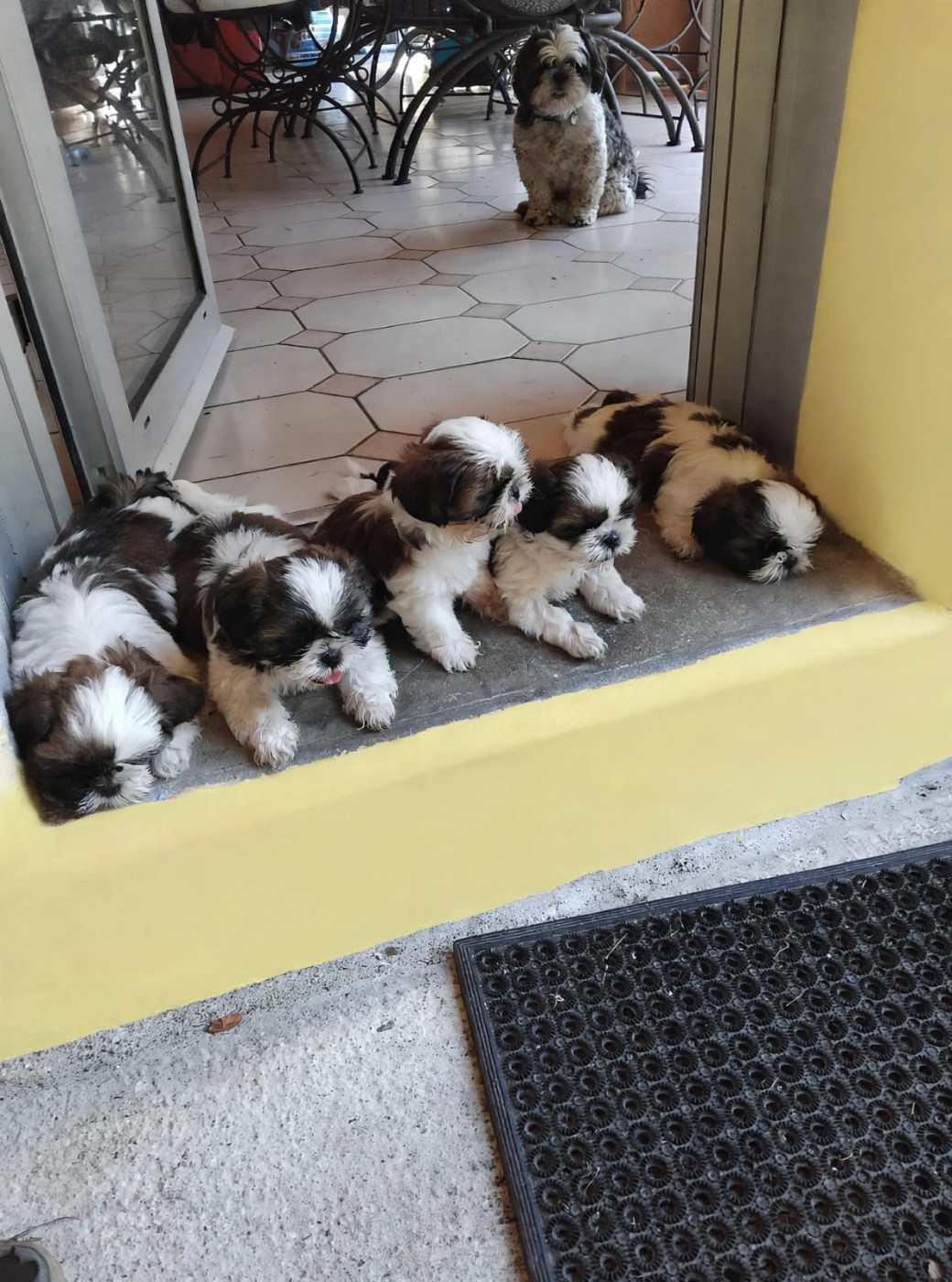 Chiot Shih Tzu De L'or De Dahaia